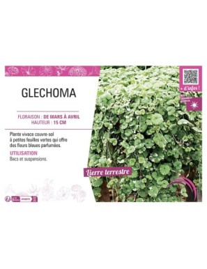 GLECHOMA