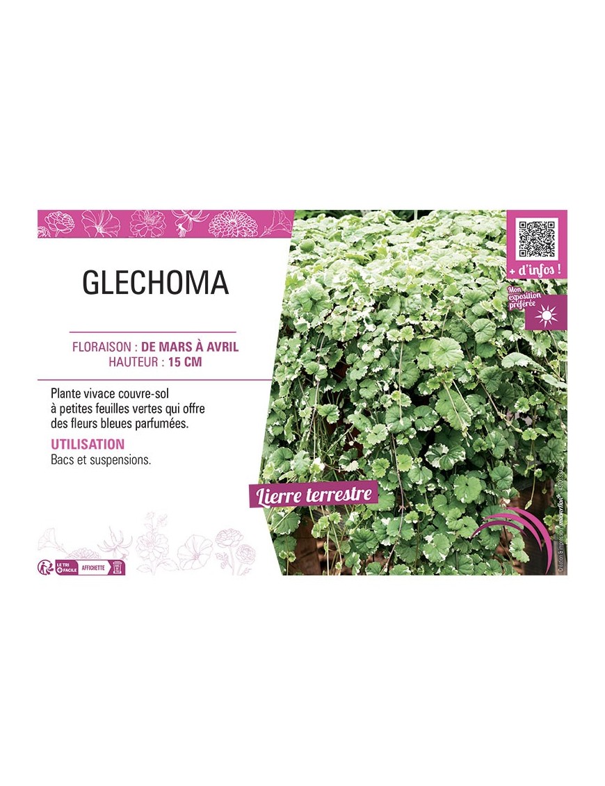 GLECHOMA