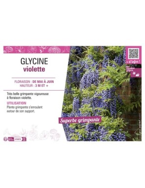 GLYCINE VIOLETTE