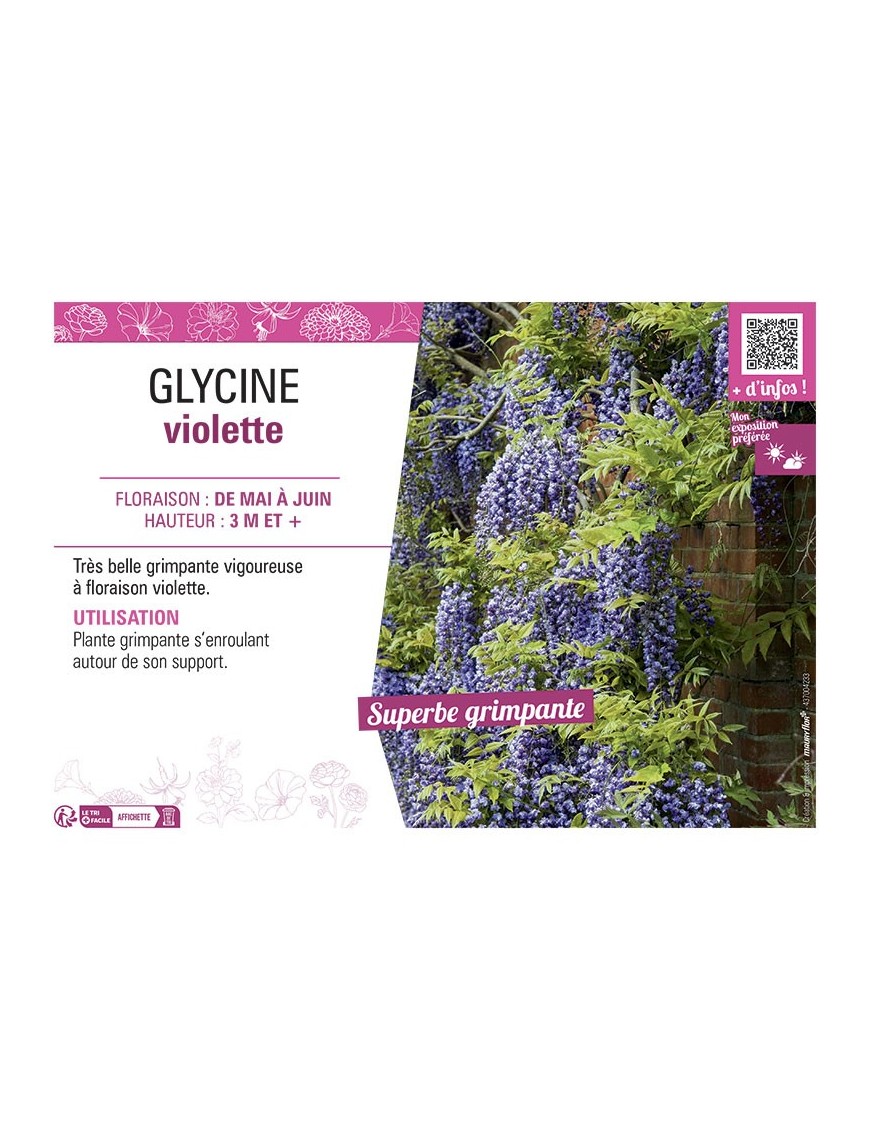 GLYCINE VIOLETTE