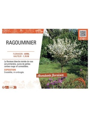 RAGOUMINIER