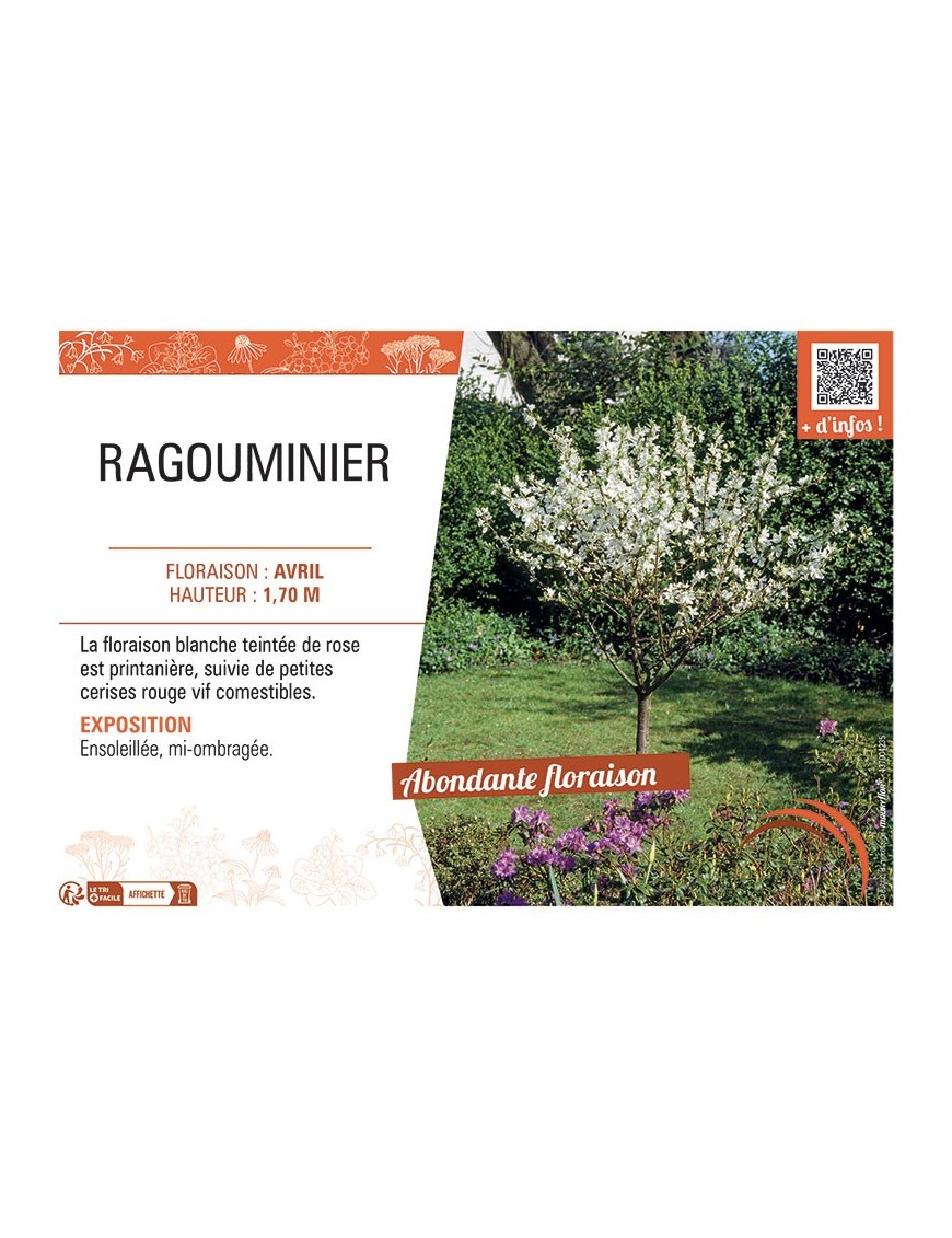 RAGOUMINIER