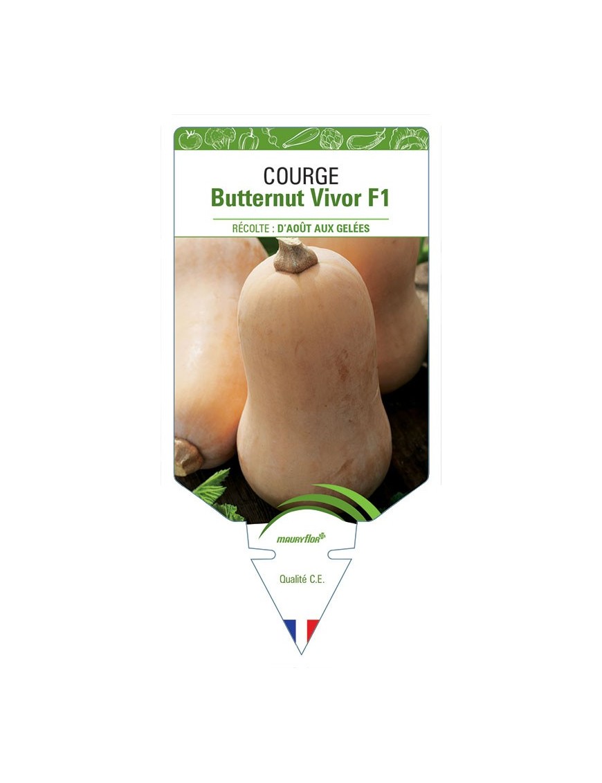 COURGE BUTTERNUT VIVOR F1
