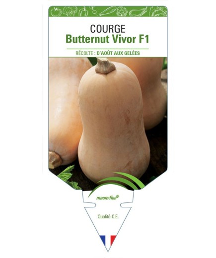 COURGE BUTTERNUT VIVOR F1