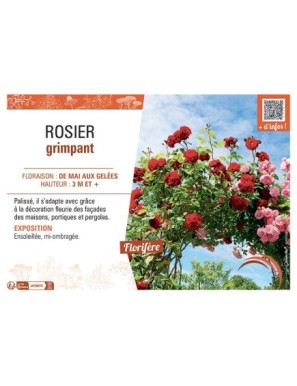 ROSIER GRIMPANT