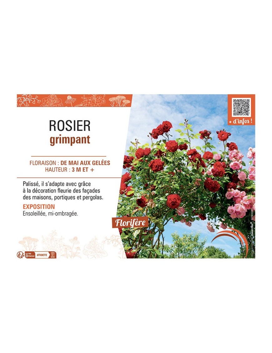 ROSIER GRIMPANT