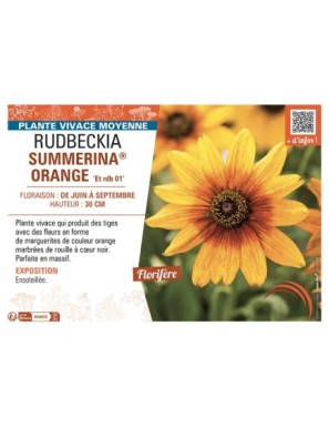 RUDBECKIA SUMMERINA® ORANGE