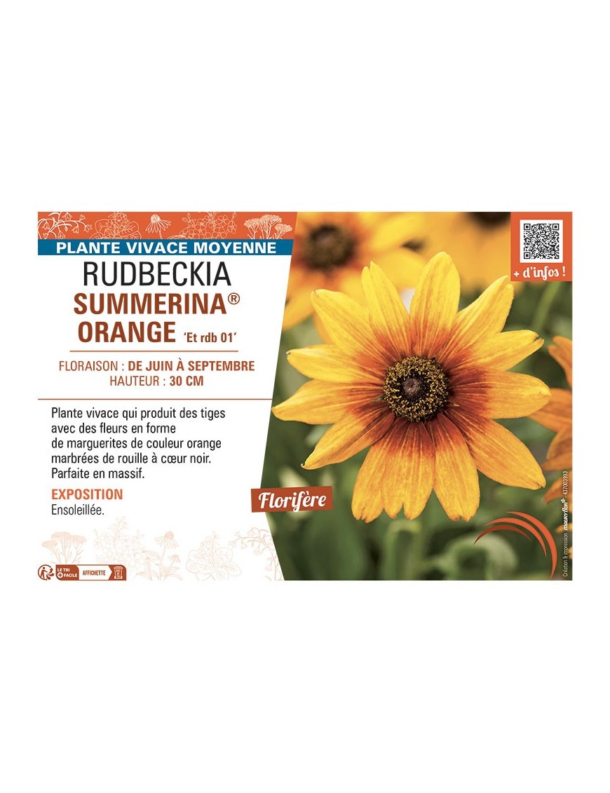 RUDBECKIA SUMMERINA® ORANGE