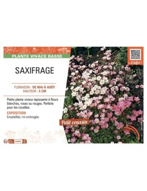 SAXIFRAGE