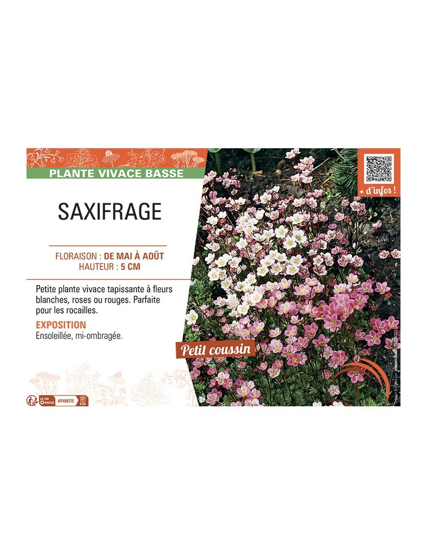 SAXIFRAGE