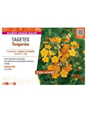 TAGETES Tangerine