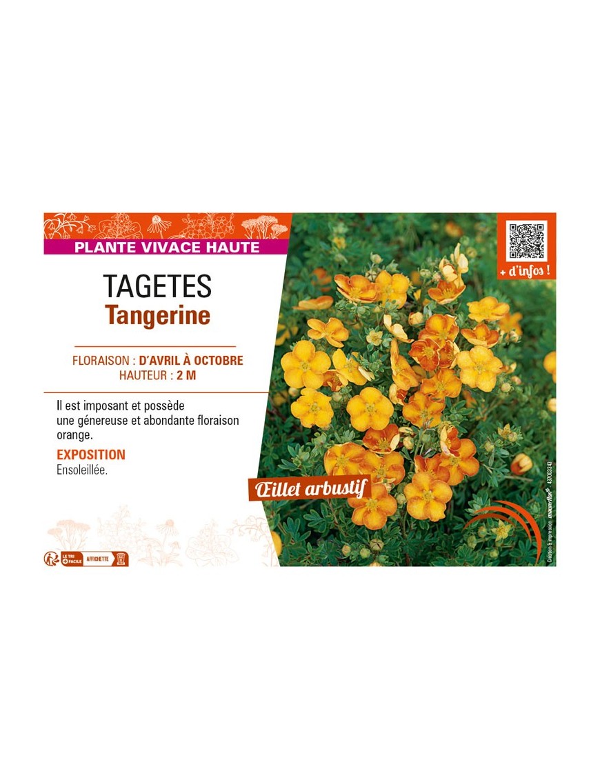 TAGETES Tangerine