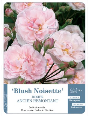 Rosier ancien Blush Noisette