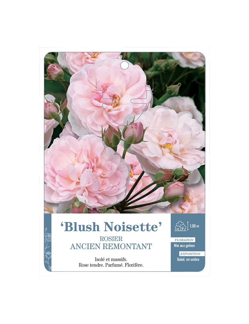 Rosier ancien Blush Noisette