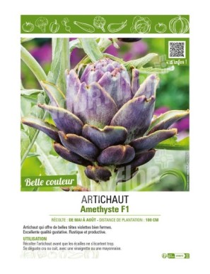 ARTICHAUT AMETHYSTE F1