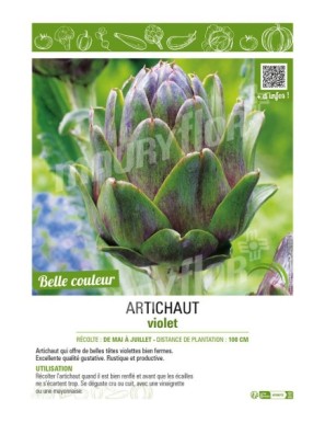 ARTICHAUT VIOLET