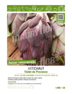 ARTICHAUT VIOLET DE PROVENCE