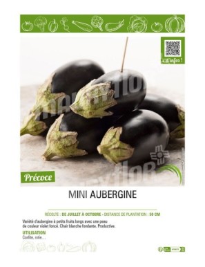 (MINI) AUBERGINE