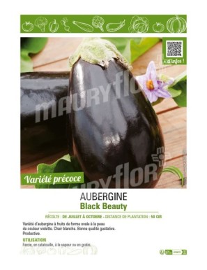 AUBERGINE BLACK BEAUTY