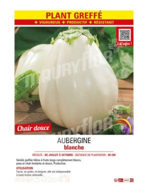 AUBERGINE BLANCHE Plant greffé