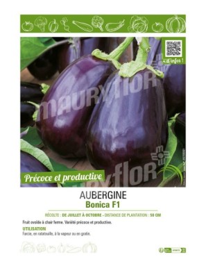 AUBERGINE BONICA F1