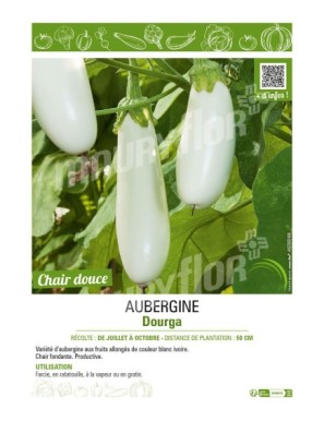 AUBERGINE DOURGA