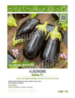 AUBERGINE GALINE F1