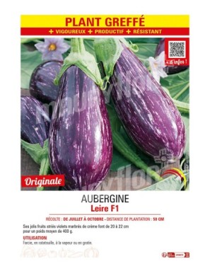 AUBERGINE LEIRE F1 plant greffé