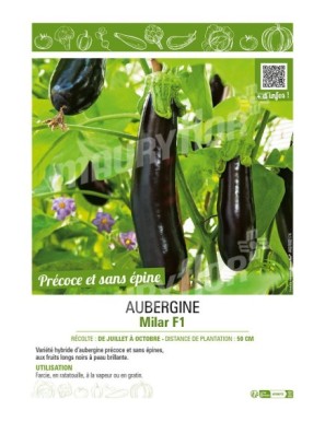 AUBERGINE MILAR F1