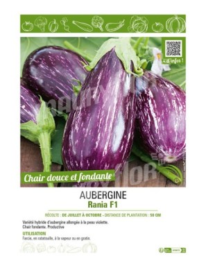 AUBERGINE RANIA F1