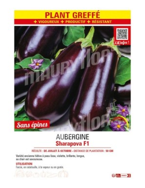 AUBERGINE SHARAPOVA F1 plant greffé