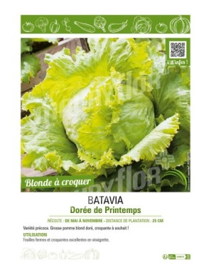 BATAVIA DORÉE DE PRINTEMPS