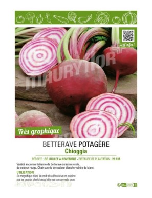 BETTERAVE CHIOGGIA