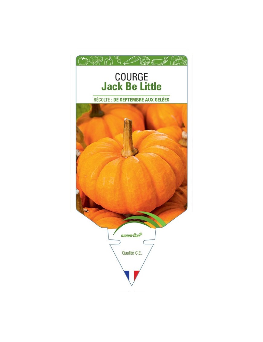 COURGE JACK BE LITTLE