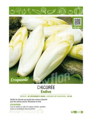 CHICORÉE ENDIVE