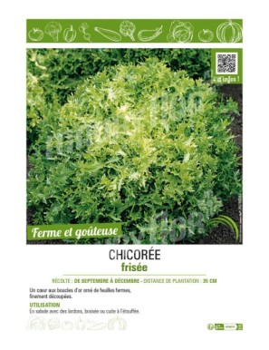 CHICORÉE FRISÉE