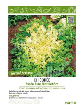 CHICORÉE FRISÉE FINE MARAICHÈRE