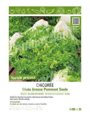 CHICORÉE FRISÉE GROSSE POMMANT SEULE