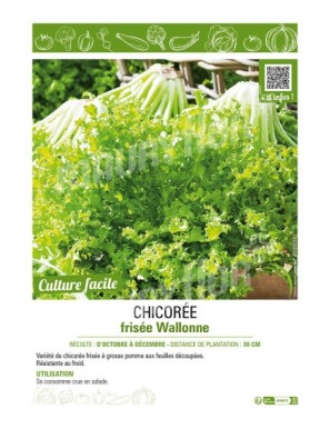 CHICORÉE FRISÉE WALLONNE