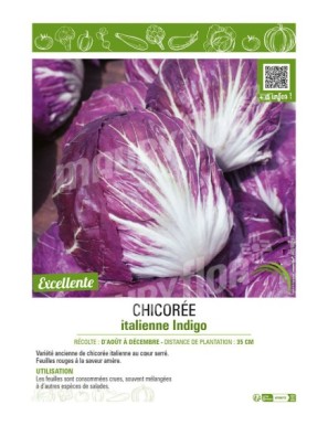 CHICORÉE ITALIENNE INDIGO