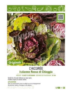 CHICORÉE ITALIENNE ROSSA DI CHIOGGIA