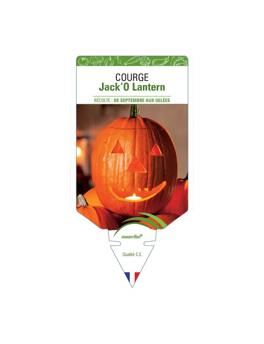 COURGE JACK'O LANTERN