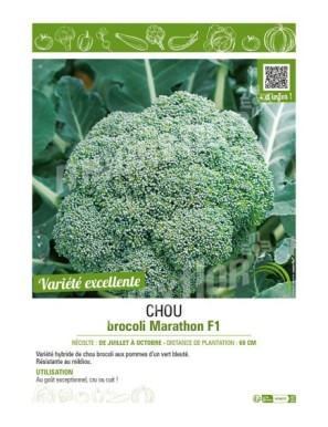 CHOU BROCOLI MARATHON F1