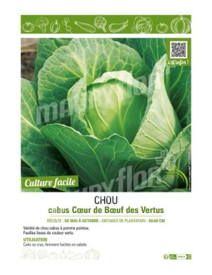 CHOU CABUS CŒUR DE BŒUF DES VERTUS