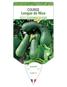 COURGE LONGUE DE NICE