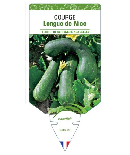 COURGE LONGUE DE NICE
