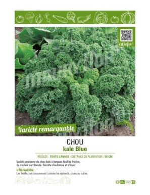 CHOU KALE BLUE