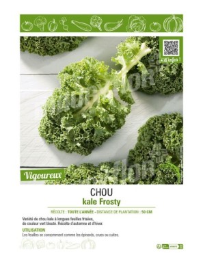 CHOU KALE FROSTY