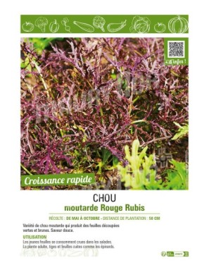 CHOU MOUTARDE ROUGE RUBIS