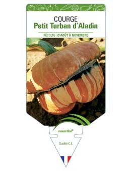 COURGE PETIT TURBAN D'ALADIN